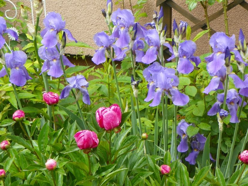 iris pallida - Irisi 2017