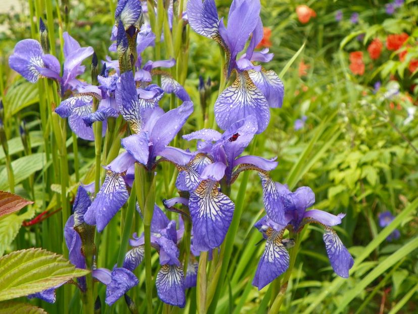 sibirica Blue King - Irisi 2017