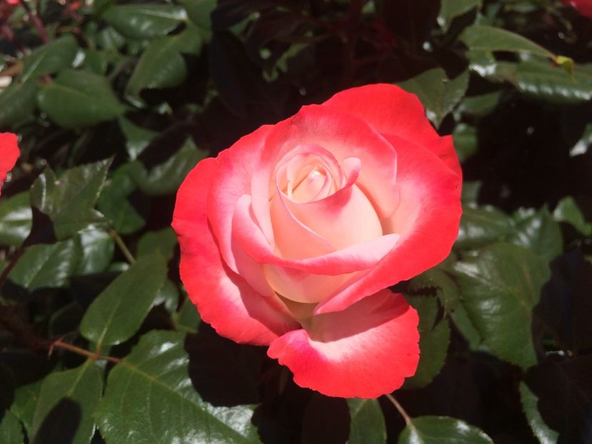  - X-Flori de toate felurile