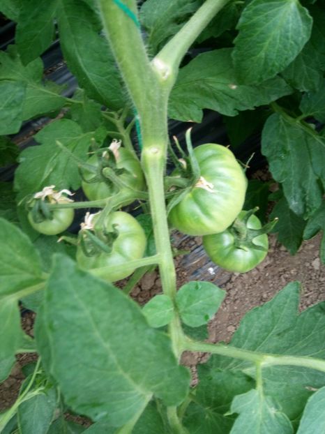 27.05.2017 - 2017 SOLAR 1