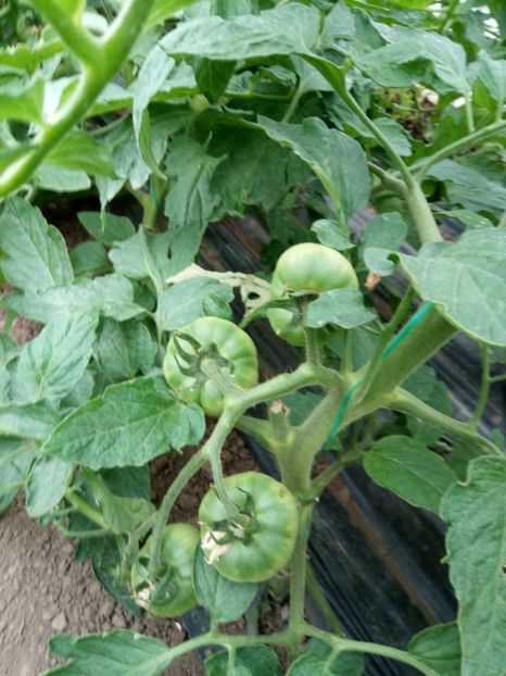 27.05.2017 - 2017 SOLAR 1