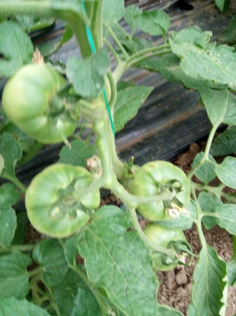 27.05.2017 - 2017 SOLAR 1