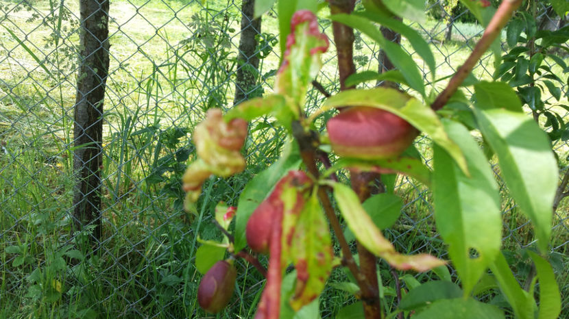 piersic sau nectarine? - La tara