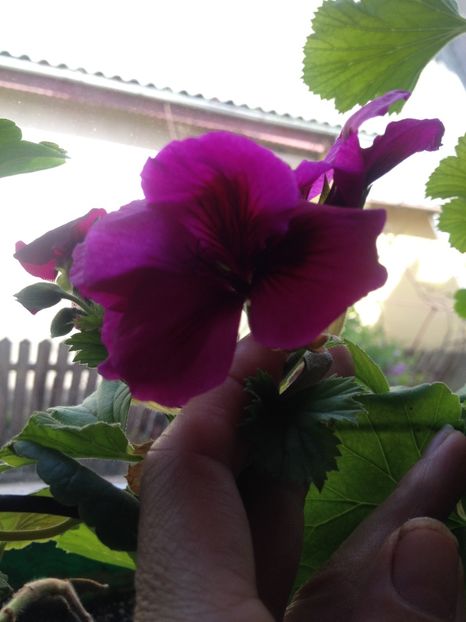 image - Flori de mai