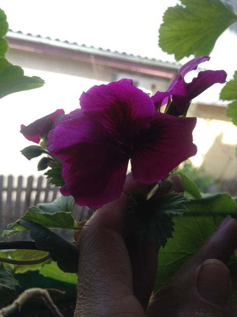 image - Flori de mai