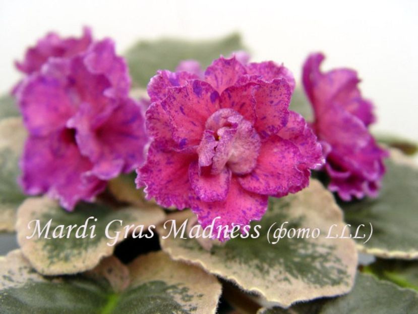 mardi gras madness african violets - 000 violetele africane de colectie