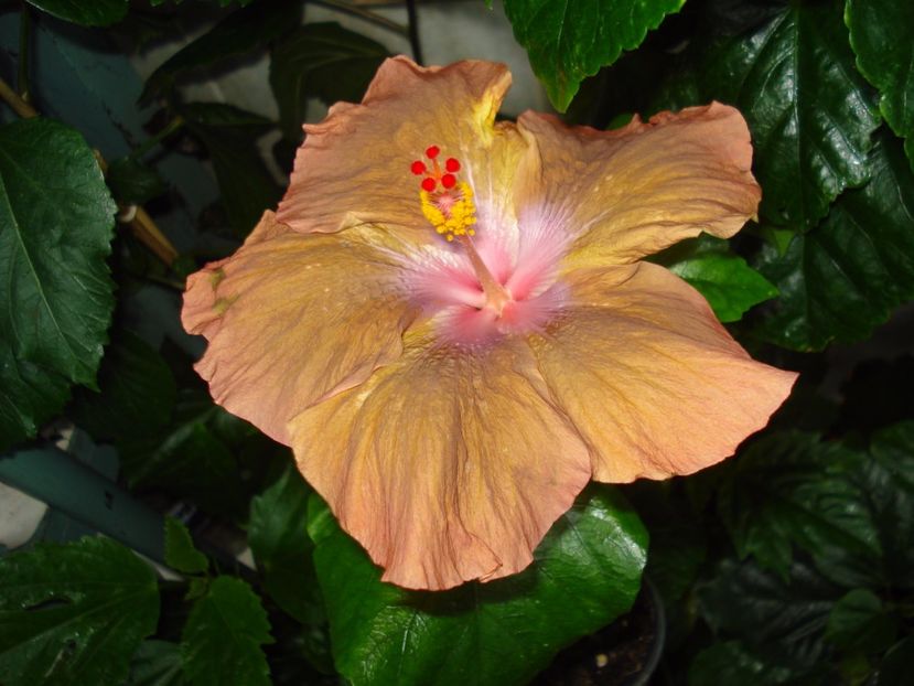  - Hibiscus Antique Treasure