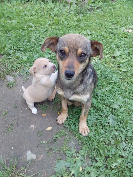  - AAAAAAAAA__DIVA_OSMI URMASUL LUI OSMAN IN MEMORIAM