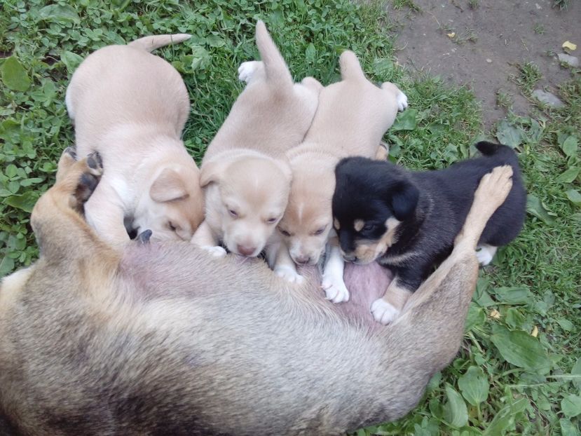  - AAAAAAAAA__DIVA_OSMI URMASUL LUI OSMAN IN MEMORIAM