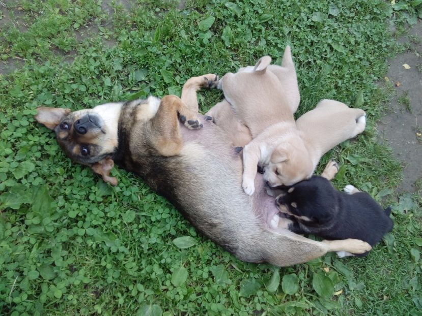  - AAAAAAAAA__DIVA_OSMI URMASUL LUI OSMAN IN MEMORIAM