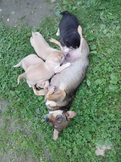  - AAAAAAAAA__DIVA_OSMI URMASUL LUI OSMAN IN MEMORIAM