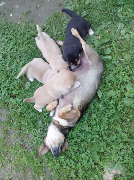  - AAAAAAAAA__DIVA_OSMI URMASUL LUI OSMAN IN MEMORIAM