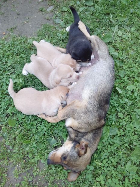  - AAAAAAAAA__DIVA_OSMI URMASUL LUI OSMAN IN MEMORIAM