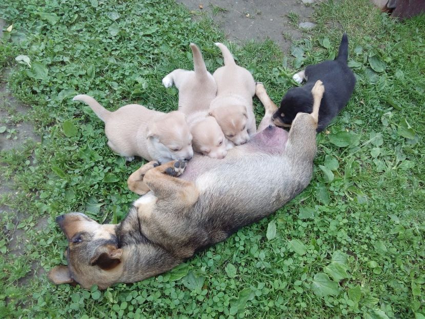  - AAAAAAAAA__DIVA_OSMI URMASUL LUI OSMAN IN MEMORIAM