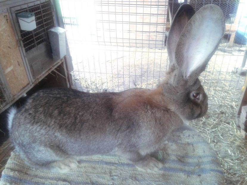 5 luni - F 18 - productie proprie