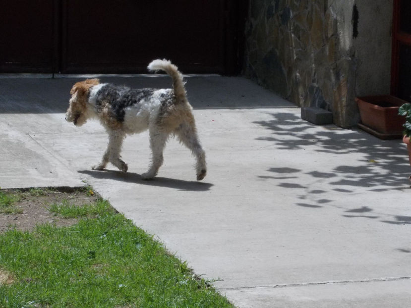  - Noul catel - FOX TERRIER