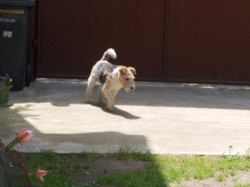  - Noul catel - FOX TERRIER