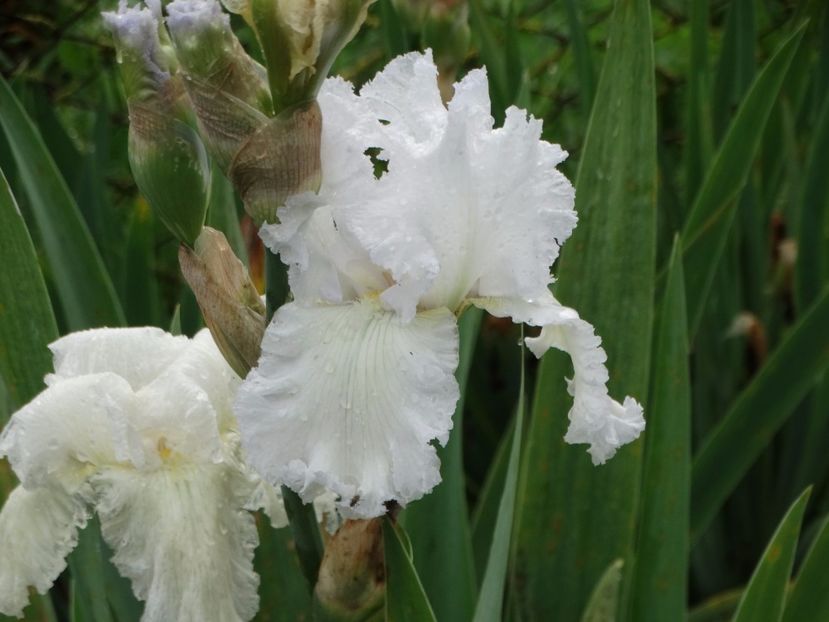  - Irisi 2015-2016-2017-2018