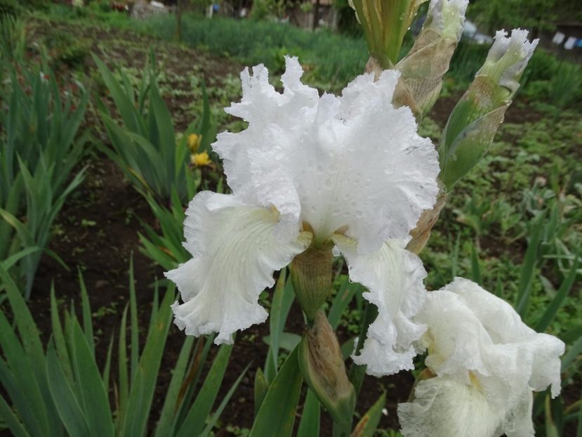  - Irisi 2015-2016-2017-2018