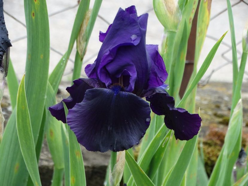  - Irisi 2015-2016-2017-2018