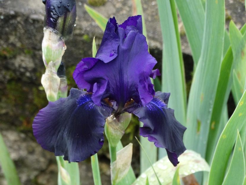  - Irisi 2015-2016-2017-2018