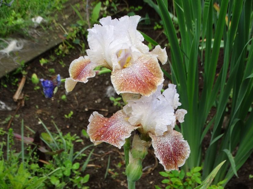  - Irisi 2015-2016-2017-2018