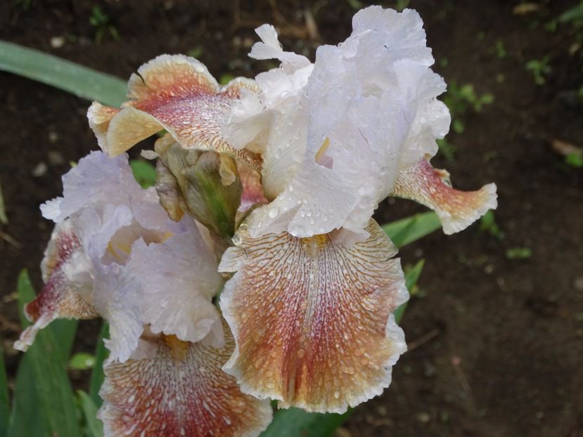  - Irisi 2015-2016-2017-2018