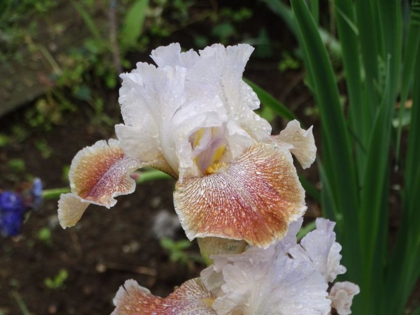  - Irisi 2015-2016-2017-2018