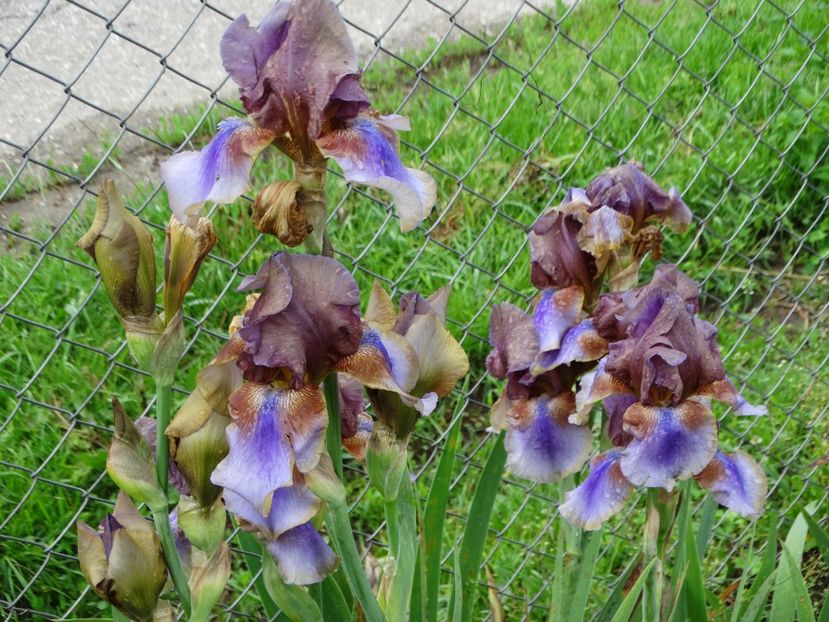  - Irisi 2015-2016-2017-2018