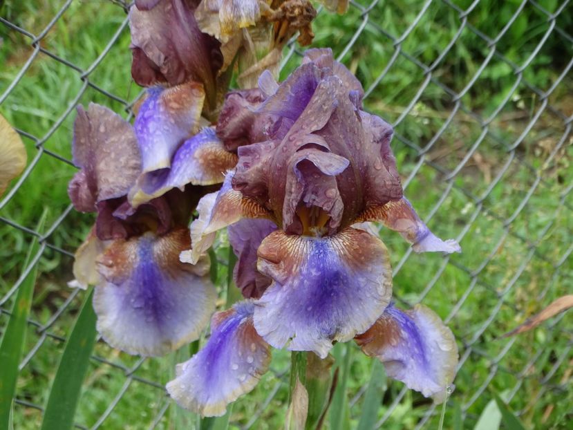  - Irisi 2015-2016-2017-2018