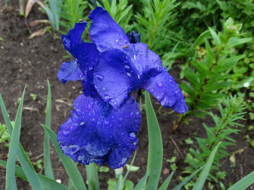  - Irisi 2015-2016-2017-2018