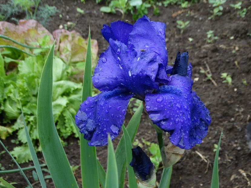  - Irisi 2015-2016-2017-2018