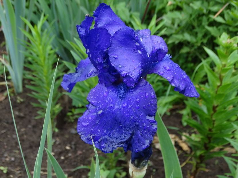  - Irisi 2015-2016-2017-2018