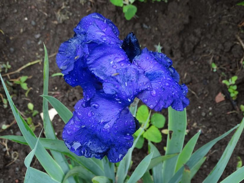  - Irisi 2015-2016-2017-2018