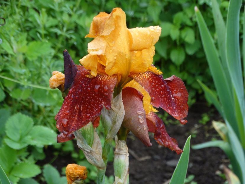  - Irisi 2015-2016-2017-2018