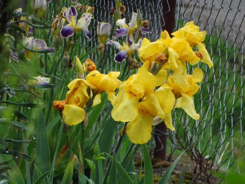  - Irisi 2015-2016-2017-2018