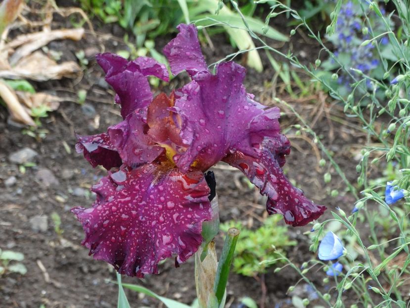  - Irisi 2015-2016-2017-2018