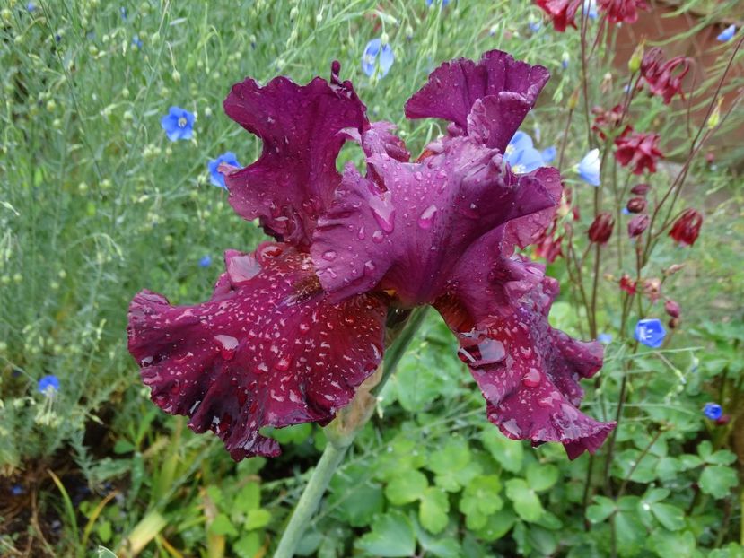  - Irisi 2015-2016-2017-2018