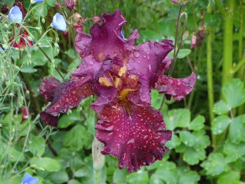  - Irisi 2015-2016-2017-2018