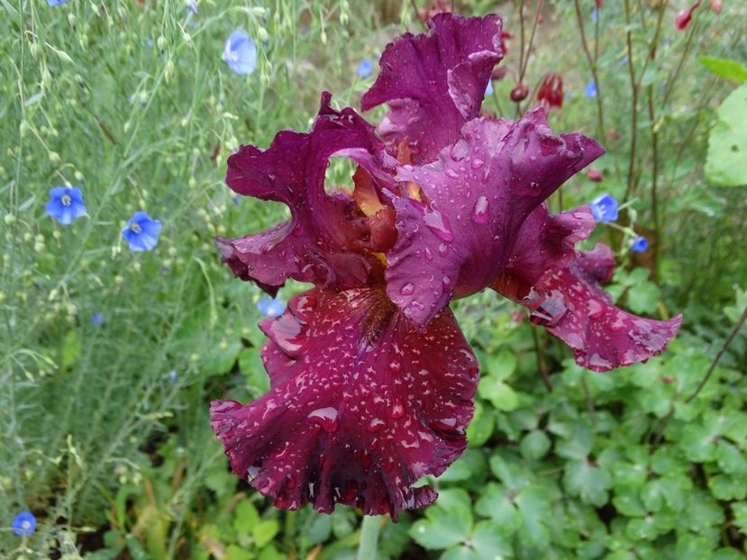  - Irisi 2015-2016-2017-2018