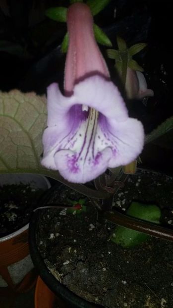  - gloxinii si minisiningii