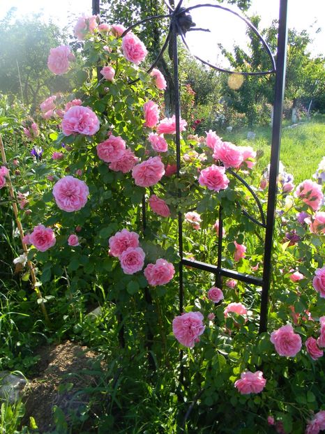 uetersener rosenprinzessin - Trandafiri urcatori 2017