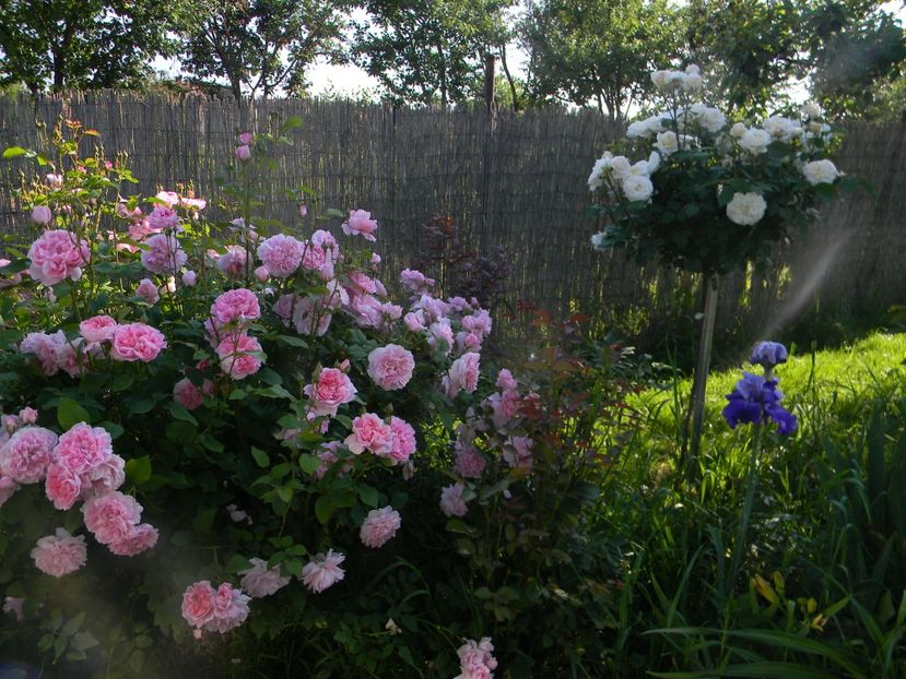 Cottage rose Gruss an aaschen - - Colectie trandafiri