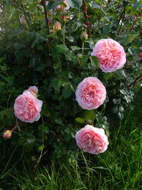 Abraham darby - Trandafiri 2017