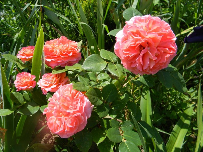 Notre dame du rosaire - Trandafiri 2017