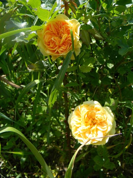 Golden zest - Trandafiri 2017