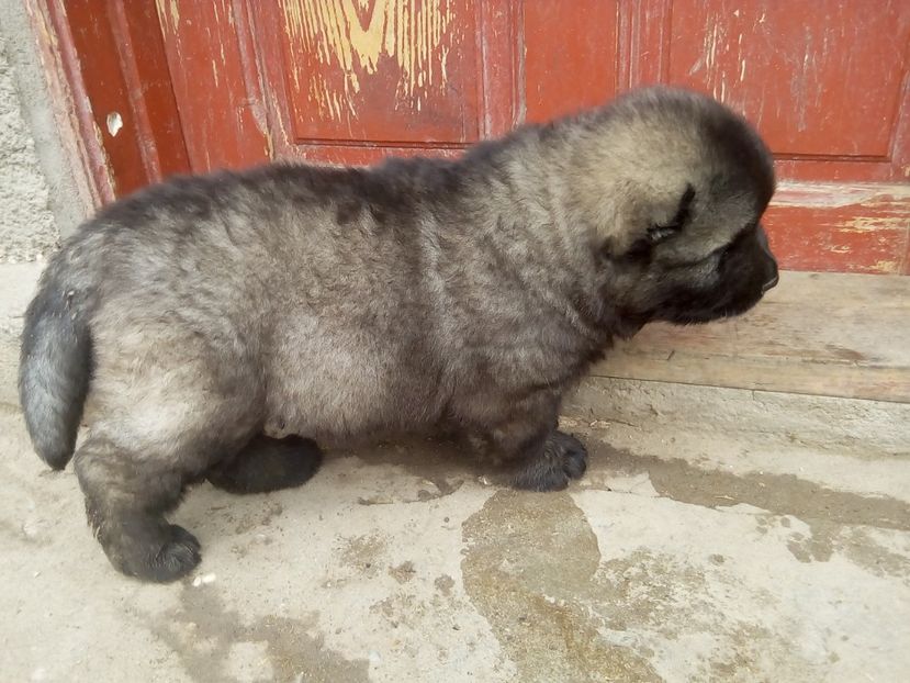  - Ciobanesc caucazian