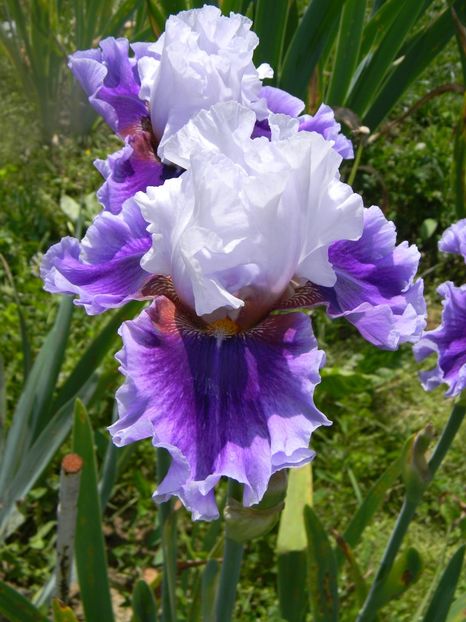 Gothic lord - xx Colectie irisi