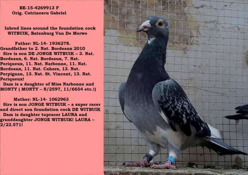 BE-15-4269913 - Catrinescu G Batenburga