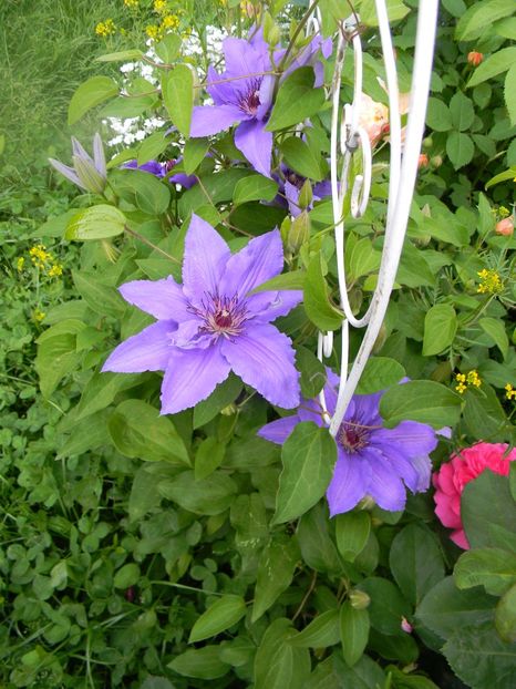 Parisienne - Clematite 2017